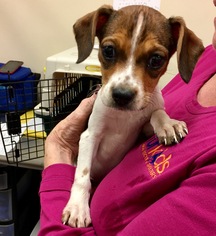 Doxle Dogs for adoption in Alpharetta, GA, USA