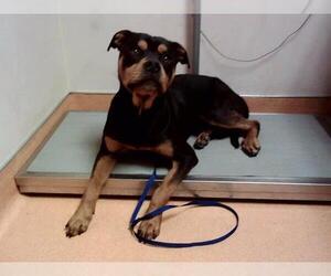 Rottweiler-Unknown Mix Dogs for adoption in Martinez, CA, USA