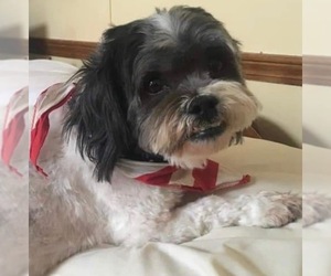 Shih-Poo Dogs for adoption in Pottstown, PA, USA