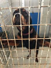 Rottweiler Dogs for adoption in Pleasanton, TX, USA