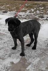 Labradoodle Dogs for adoption in Belleville, MI, USA