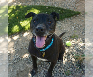 American Staffordshire Terrier-Labrador Retriever Mix Dogs for adoption in Ventura, CA, USA