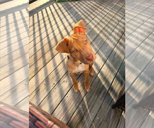 American Pit Bull Terrier-Unknown Mix Dogs for adoption in Germantown, OH, USA