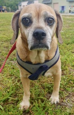 Puggle Dogs for adoption in Fort Pierce, FL, USA