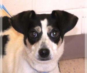Jack Russell Terrier-Unknown Mix Dogs for adoption in Snellville, GA, USA