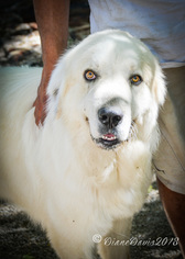 Great Pyrenees Dogs for adoption in Lakeport, CA, USA