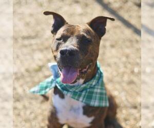 American Staffordshire Terrier Dogs for adoption in San Antonio, TX, USA