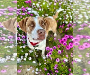 Boxer Dogs for adoption in San Diego, CA, USA