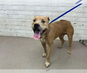 Mutt Dogs for adoption in San Bernardino, CA, USA