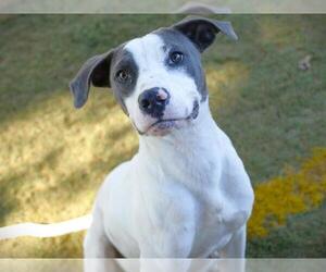 Pointer-Unknown Mix Dogs for adoption in Tallahassee, FL, USA