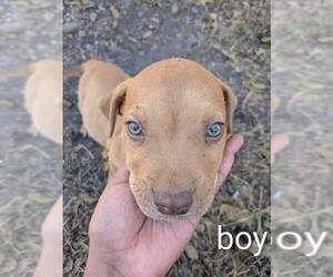 American Staffordshire Terrier-Unknown Mix Dogs for adoption in San Antonio, TX, USA