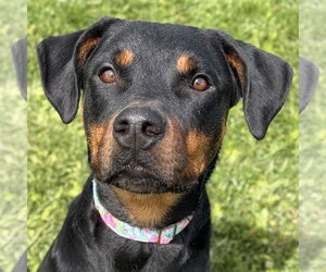 Rottweiler-Unknown Mix Dogs for adoption in Jefferson, WI, USA