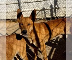 Mutt Dogs for adoption in Shreveport, LA, USA