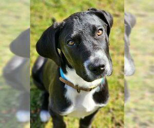 Australian Shepherd-Collie Mix Dogs for adoption in Coldwater, MI, USA