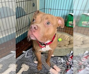 American Pit Bull Terrier-Unknown Mix Dogs for adoption in Mount Prospect, IL, USA