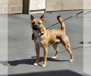 Boxita Dogs for adoption in La Mesa, CA, USA