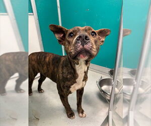 Mutt Dogs for adoption in Oklahoma City, OK, USA