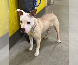 American Bulldog Dogs for adoption in Forestville, MD, USA
