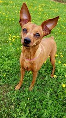 Miniature Pinscher Dogs for adoption in Hornell, NY, USA