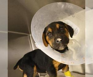Rottweiler-Unknown Mix Dogs for adoption in San Antonio, TX, USA