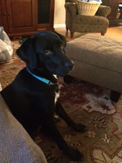 Medium Photo #1 Labrador Retriever-Unknown Mix Puppy For Sale in Keyport, NJ, USA