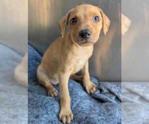 Labrador Retriever-Unknown Mix Dogs for adoption in San Antonio, TX, USA