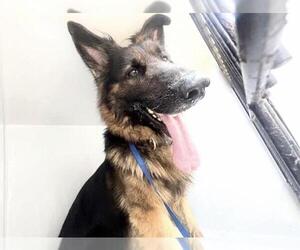 German Shepherd Dog Dogs for adoption in Houston, TX, USA