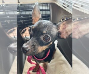 Chihuahua Dogs for adoption in Mesquite, TX, USA