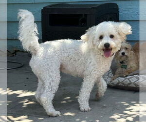 Golden Retriever Dogs for adoption in San Diego , CA, USA