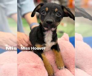 Dachshund-Unknown Mix Dogs for adoption in Turlock, CA, USA