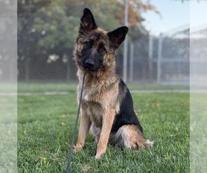 German Shepherd Dog Dogs for adoption in Modesto, CA, USA