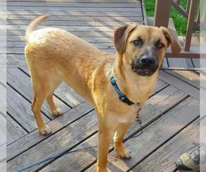 Black Mouth Cur Dogs for adoption in Crystal , MN, USA