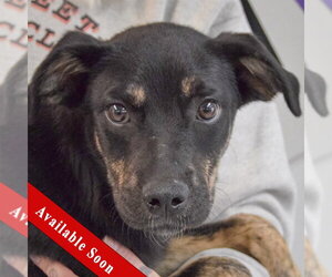 German Shepherd Dog-Unknown Mix Dogs for adoption in Huntley, IL, USA