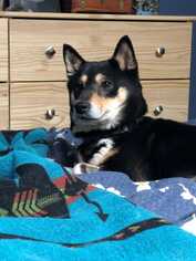 Shiba Inu Dogs for adoption in CORNING, NY, USA
