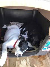 Lab-Pointer Dogs for adoption in DeLand, FL, USA