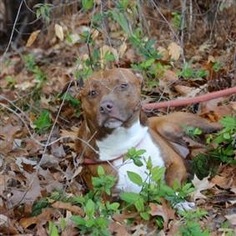 Medium Photo #1 American Staffordshire Terrier Puppy For Sale in Raleigh, NC, USA
