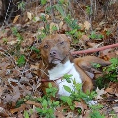 Small American Staffordshire Terrier