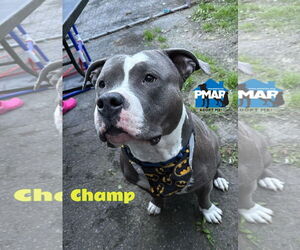 American Pit Bull Terrier-Unknown Mix Dogs for adoption in Binghamton, NY, USA