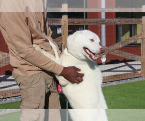 - Mix Dogs for adoption in Chestertown, MD, USA