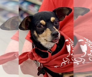 Chihuahua Dogs for adoption in Canton, CT, USA