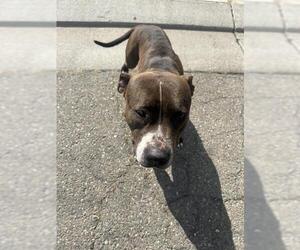 American Pit Bull Terrier Dogs for adoption in Stockton, CA, USA
