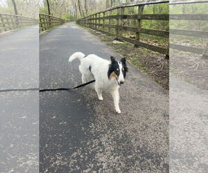 Australian Shepherd-Collie Mix Dogs for adoption in Germantown, OH, USA