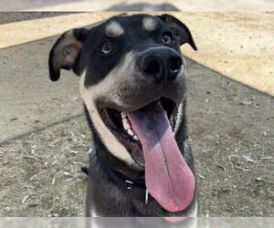 Labrador Retriever-Siberian Husky Mix Dogs for adoption in Martinez, CA, USA
