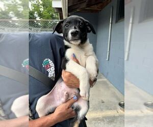 Mutt Dogs for adoption in Elmsford, NY, USA