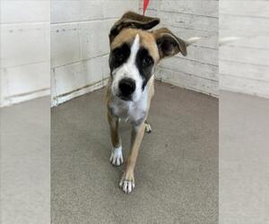 German Shepherd Dog-Unknown Mix Dogs for adoption in San Bernardino, CA, USA
