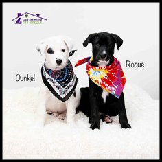 Borador Dogs for adoption in Richardson, TX, USA