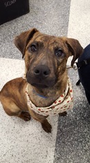 Plott Hound Dogs for adoption in Southampton, NY, USA