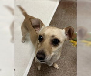Chihuahua Dogs for adoption in Salinas, CA, USA