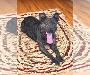 American Pit Bull Terrier-Unknown Mix Dogs for adoption in Rustburg, VA, USA