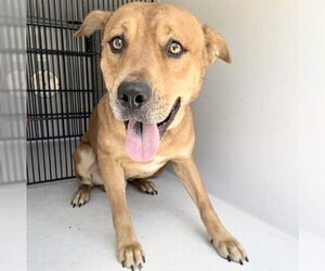 Mutt Dogs for adoption in Houston, TX, USA